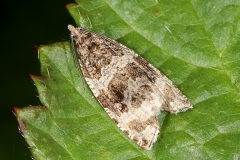 Orthotaenia undulana, Séricore ondée (La)