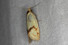 Agapeta hamana ; Agapète des chardons (L')