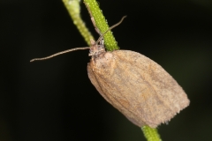 Aphelia viburnana ; Aphélie des Myrtilles (L')