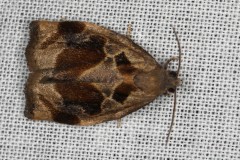 Archips crataegana ; Archips des bois (L')
