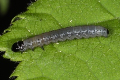 Archips xylosteana ; Archips des haies (L')