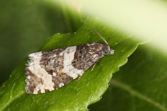 Argyroploce bipunctana ; Séricore contrastée (La)