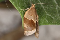 Clepsis dumicolana ; Clepsis du Lierre (Le)