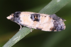 Cochylis dubitana ; Cochylide douteuse (La)