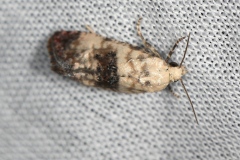 Cochylis hybridella, Cochylide de la Picride (La)