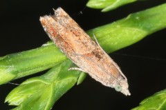 Epinotia tenerana ; Épinotie du Noisetier