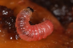 Grapholita funebrana ; Carpocapse de la Prune (Le)