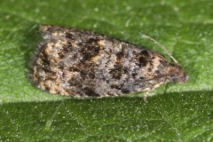 Pristerognatha sp. ; Séricore (La)