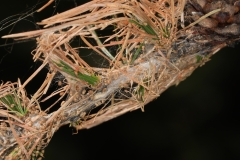 Photo prise hors Haute-Savoie ; Zeiraphera griseana ; Tordeuse du Mélèze (La)