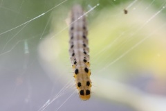 Yponomeuta sedella ; Yponomeute des Orpins