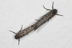 Yponomeuta sedella ; Yponomeute de l'orpin