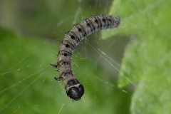Yponomeuta malinella, Yponomeute du pommier (L')