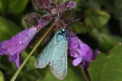 Jordanita sp., Turquoise (La), Col d'Outanne (La Chapelle-d'Abondance, 74), ©Photo Alain Benard