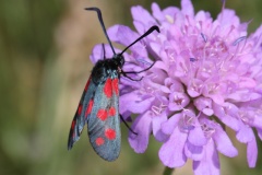 Zygaena filipendulae ; Zygène du Pied-de-Poule (La), Zygène des Lotiers (La), Zygène de la Filipendule (La)