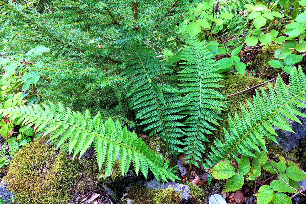 dsc01257-polysticum-aculeatum_dxo