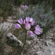 Allium_roseum