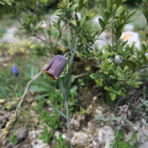 Fritillaria_pyrenaica