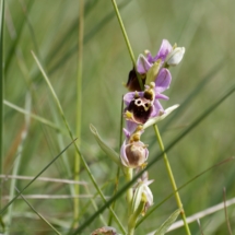 IMG_3822 Ophrys fuciflora_DxO
