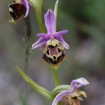 IMG_3900 Ophrys fuciflora_DxO