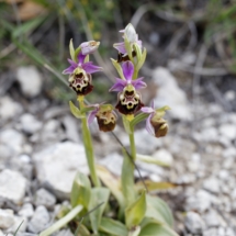 IMG_3902 Ophrys fuciflora_DxO