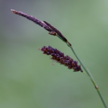 IMG_4060 Carex flacca _DxO (Copier)