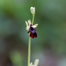 IMG_4068 Ophrys insectifera_DxO (Copier)