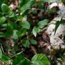 Valeriana montana, Planbois 9 mai, Photo Alain Millet