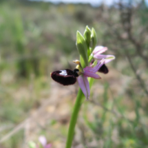 Ophrys_bertolonii_