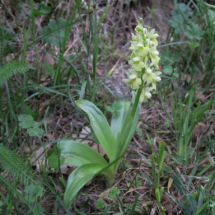 Orchis_pallens