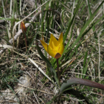 Tulipa_sylves de la Graille 1597m (Séjour Forcalquier)tris_subsp_australis_20170513_11