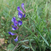 Vicia_onobrychioides