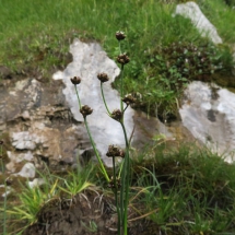 Juncus alpino articulatus © g. Rivet