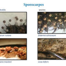 15 Sporocarpes
