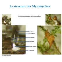 19 Structure des myxomycètes