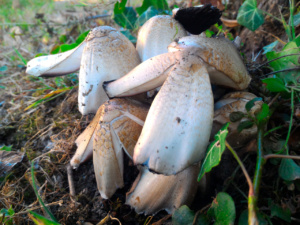 Coprinellus romagnesiaca, ©Photo René Suard