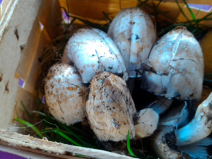 Coprinellus romagnesiaca, ©Photo René Suard