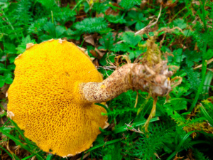 Suillus sibiricus, ©Photo René Suard