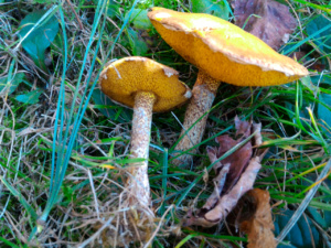 Suillus sibiricus, ©Photo René Suard