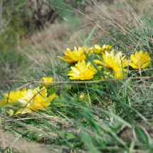 Adonis vernalis, Adonis du printemps ; ©Photo Claudine Chérèze