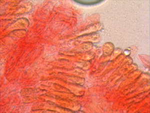 Hygrophoropsis agathosmus (Hygrophore à bonne odeur) Revêtement hyméniforme ©Photo Alain millet