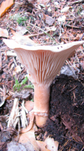 Infundibulicybe geotropa = Clitocybe geotropa, Tète de moine ; Clitocybe géotrope, ©Photo Didier Hamerel