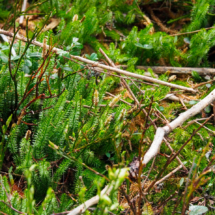 Lycopodium annotinum, Lycopode des forêts ; ©Photo Claudine Chérèze