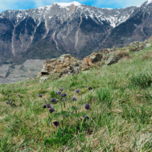 Anemone montana, Pulsatille des montagnes ; Fleurs penchées, violet foncé ; ©Photo Claudine Chérèze