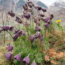 Anemone montana, Pulsatille des montagnes ; ©Photo Claudine Chérèze