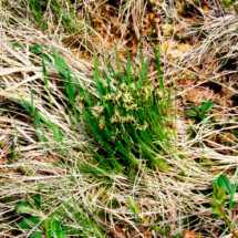 Trichophorum cespitosum, Trichophore gazonnant ; ©Photo Claudine Chérèze
