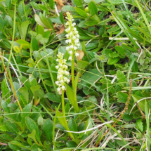 Pseudorchis albida ; Pseudorchis blanc, Orchis blanc ; Stage FMBDS Pralognan, Moriond, 29 juin 2018, ©Photo Claudine Chereze