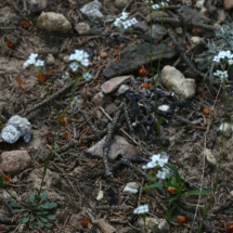 Arabidopsis thaliana ; Arabette de thalius, Arabette des dames ; Stage FMBDS, Croix de la Porcière, le 29 juin 2018, ©Photo Alain Benard