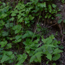 Rubus saxatilis ; Ronce des rochers ; Stage FMBDS, Croix de la Porcière, le 29 juin 2018, ©Photo Alain Benard