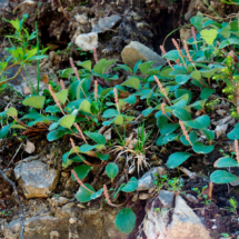 Salix reticulata ; Saule à réseau, Saule à feuilles réticulées ; Stage FMBDS, Vallon des avals, le 30 juin 2018, ©Photo Claudine Chereze