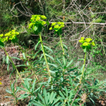 Euphorbia nicaeensis ; Euphorbe de Nice ; Session Haut-Languedoc, Les Douses, mai 2018 ; ©Photo Gérard Rivet